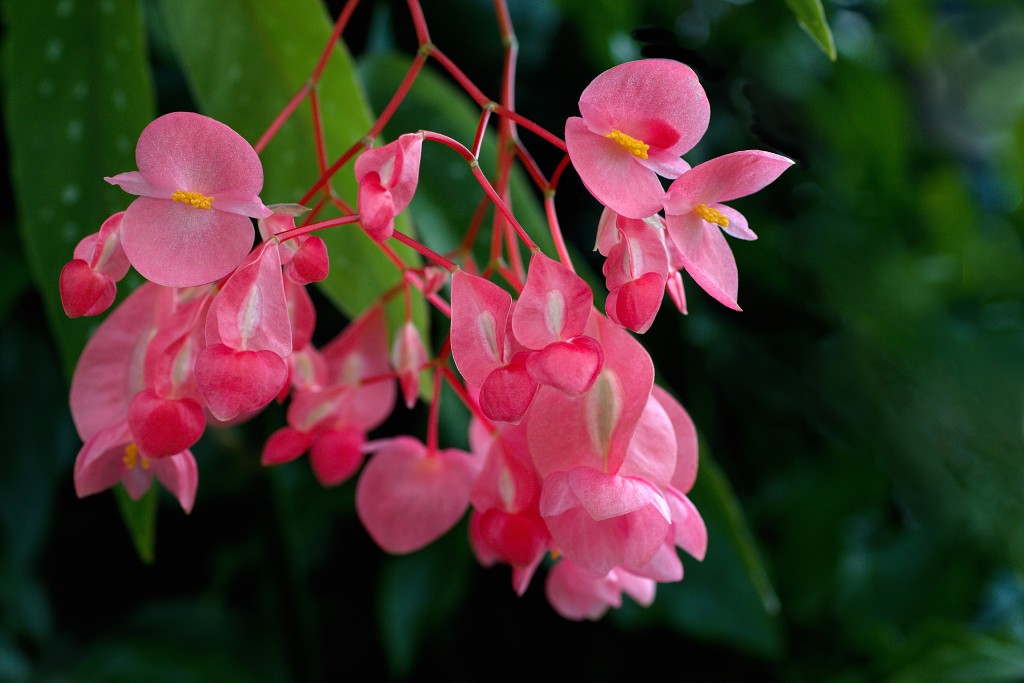 orchideeën orchidee orchideeen hdr bloem Orchidaceae natuur flora bloemen orchis sierbloem sierplant phalaenopsis orchidaceae